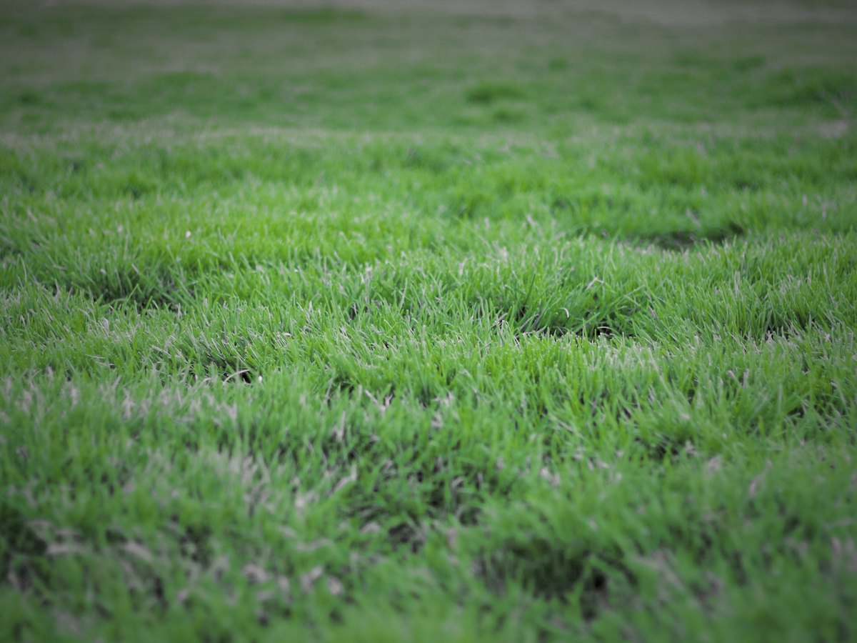 Shade-Tough Fescue Mix